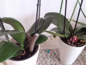 La sonde Flower Power dans un pot d'orchidées