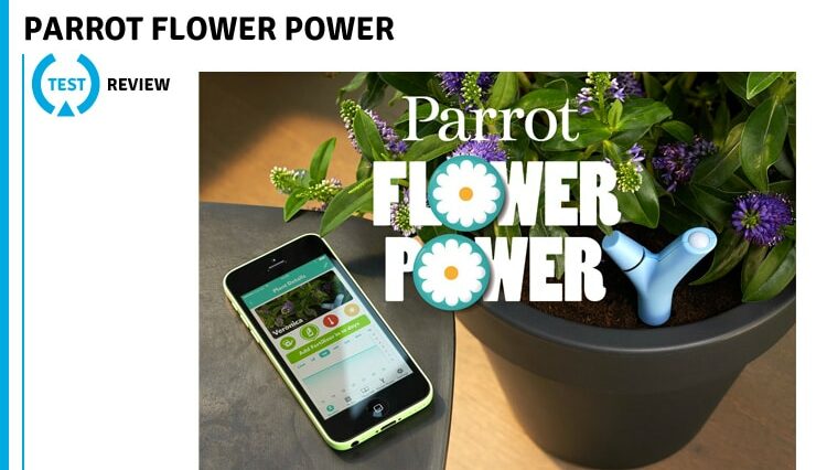 Test Power Flower Parrot