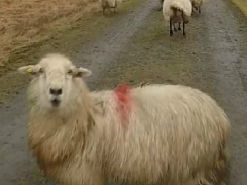 Mouton de berger vs drone