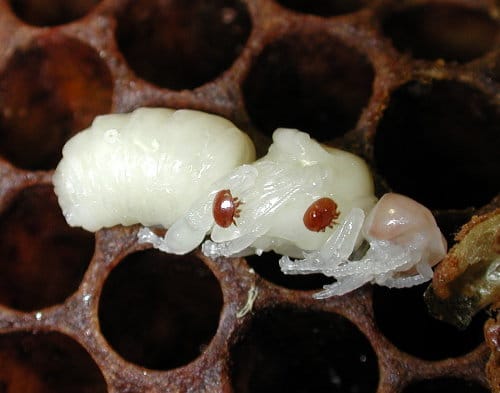 La mite Varroa Destructor sur une nymphe