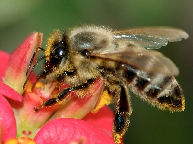 Comment les IoT sauveront les abeilles?