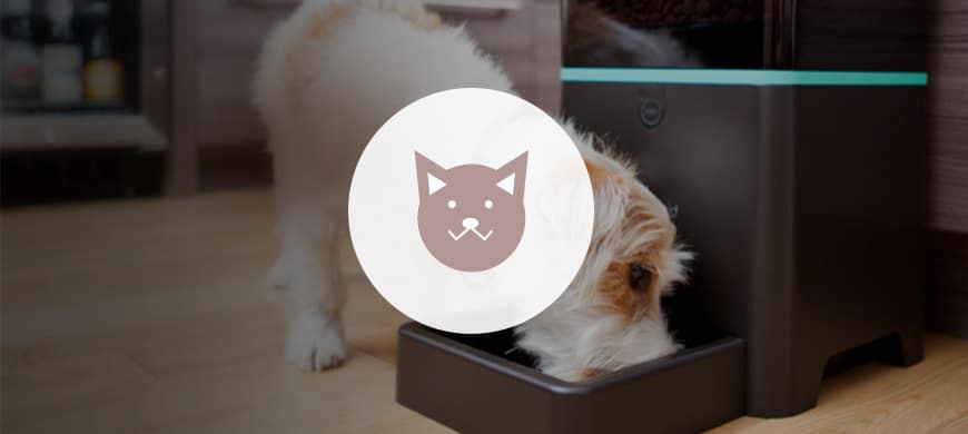 Robot Ebo : un compagnon intelligent (et mignon) pour votre chat