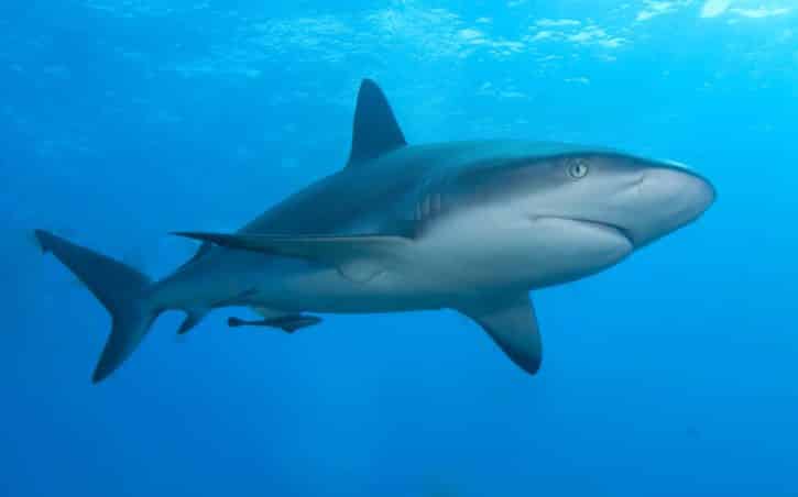 Shark2