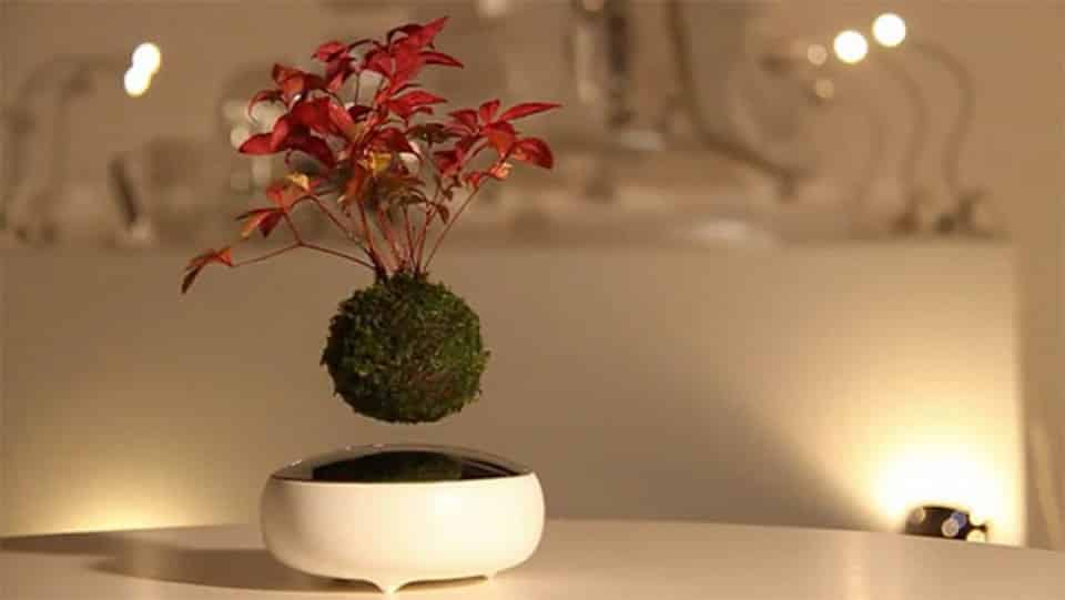 Plante connectée Air Bonsai im couv