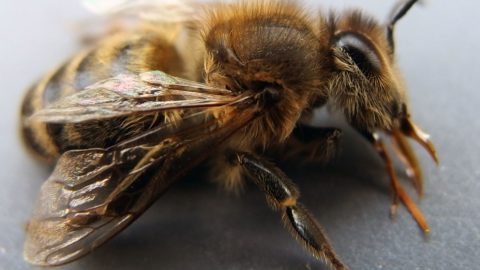 Déclin des abeilles im4