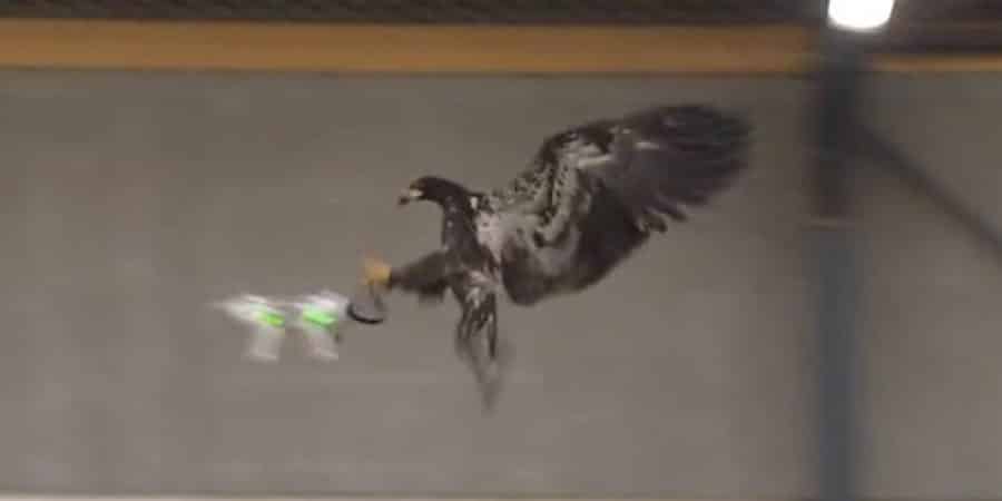 Aigles chasseurs de drones im1