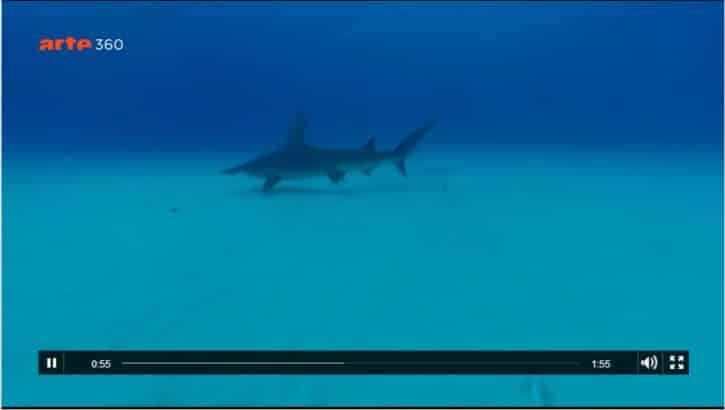 requin 5 mètres interactif docu