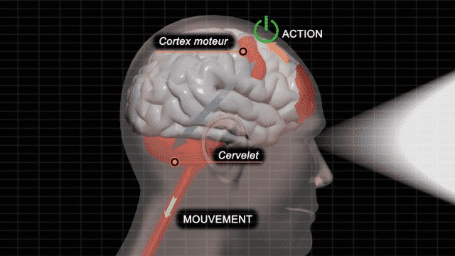 hacker un cerveau : cortex moteur responsable du mouvement