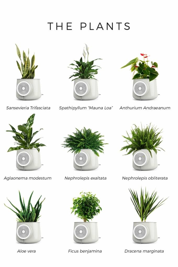 clairy différentes plantes