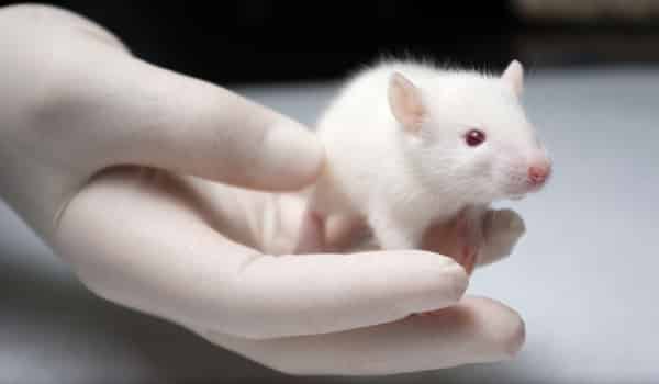 souris de laboratoire, peau artificielle