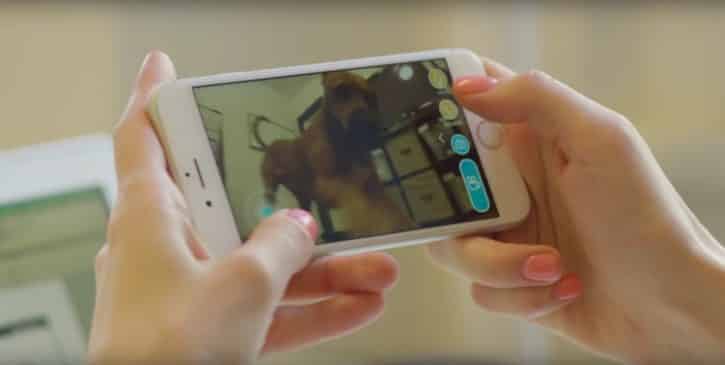 L'application Playdate permet de voir et communiquer avec son animal