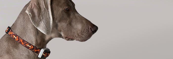 garmin-delta-smart-chien