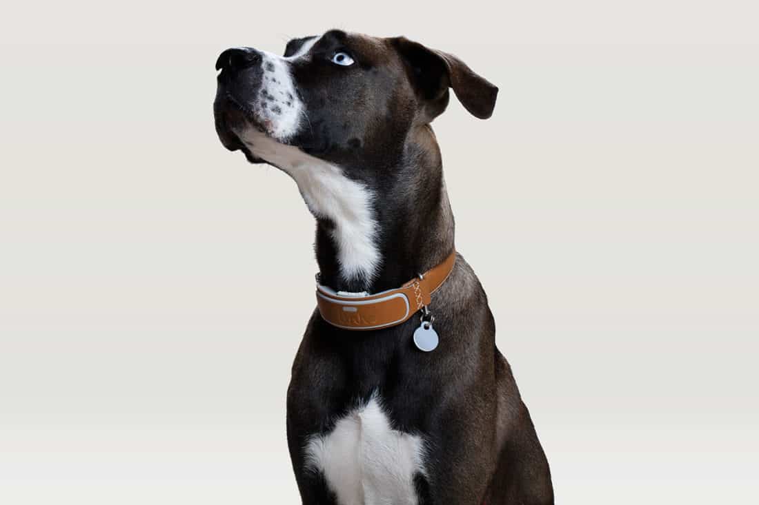 Le collier Link d'American Kennel Club