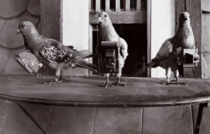 pigeon-camera