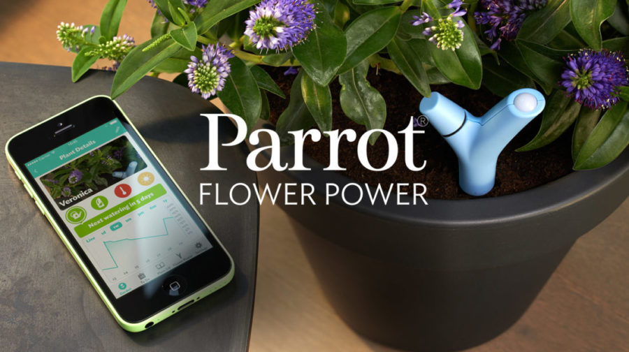 parrot-flower-power
