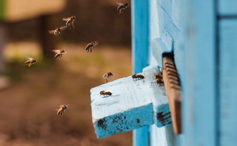 abeille ruche connectée