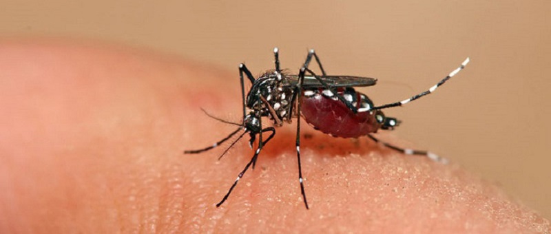 moustique e-mosquito diabète