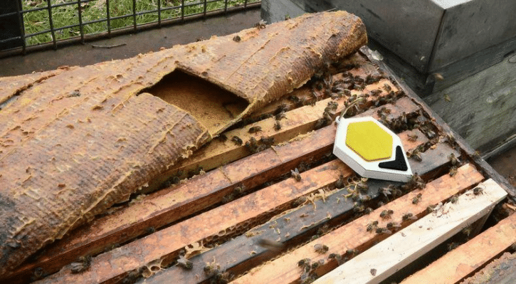 sigfox balance rucher apiculture hostabee ruche connectee