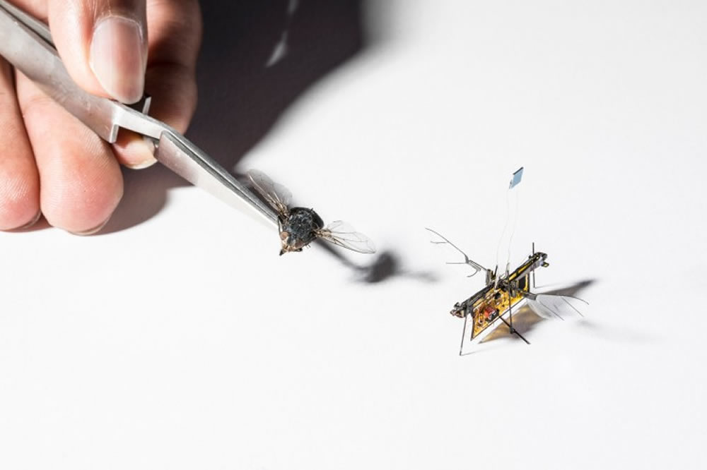 Robofly robot volant tailler insecte