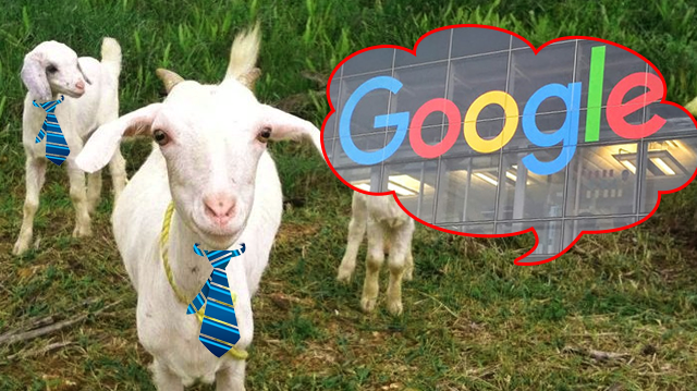 google chèvres