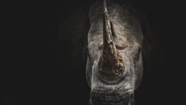 Un rhinocéros, l'espèce est en voie d'extinction
