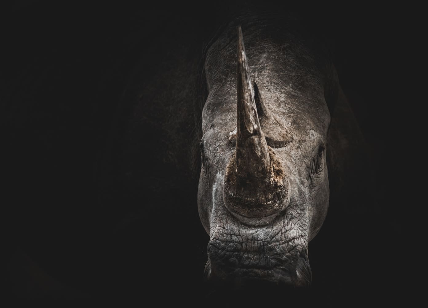 Un rhinocéros, l'espèce est en voie d'extinction