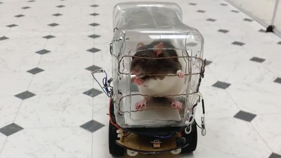 des rats qui peuvent conduire une voiture