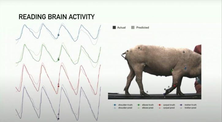 activité cérébrale cochon neuralink