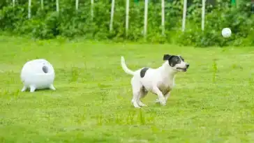 lanceur de balle chien