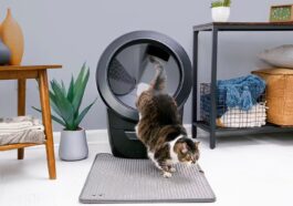 Whisker, innovation pour le confort des chats