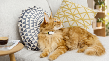 Chat Maine Coon roux portant le traceur GPS Kippy CAT v2 autour du cou.