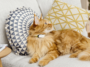 Chat Maine Coon roux portant le traceur GPS Kippy CAT v2 autour du cou.