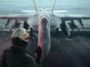 Ace Combat 8_ Wings of Theve