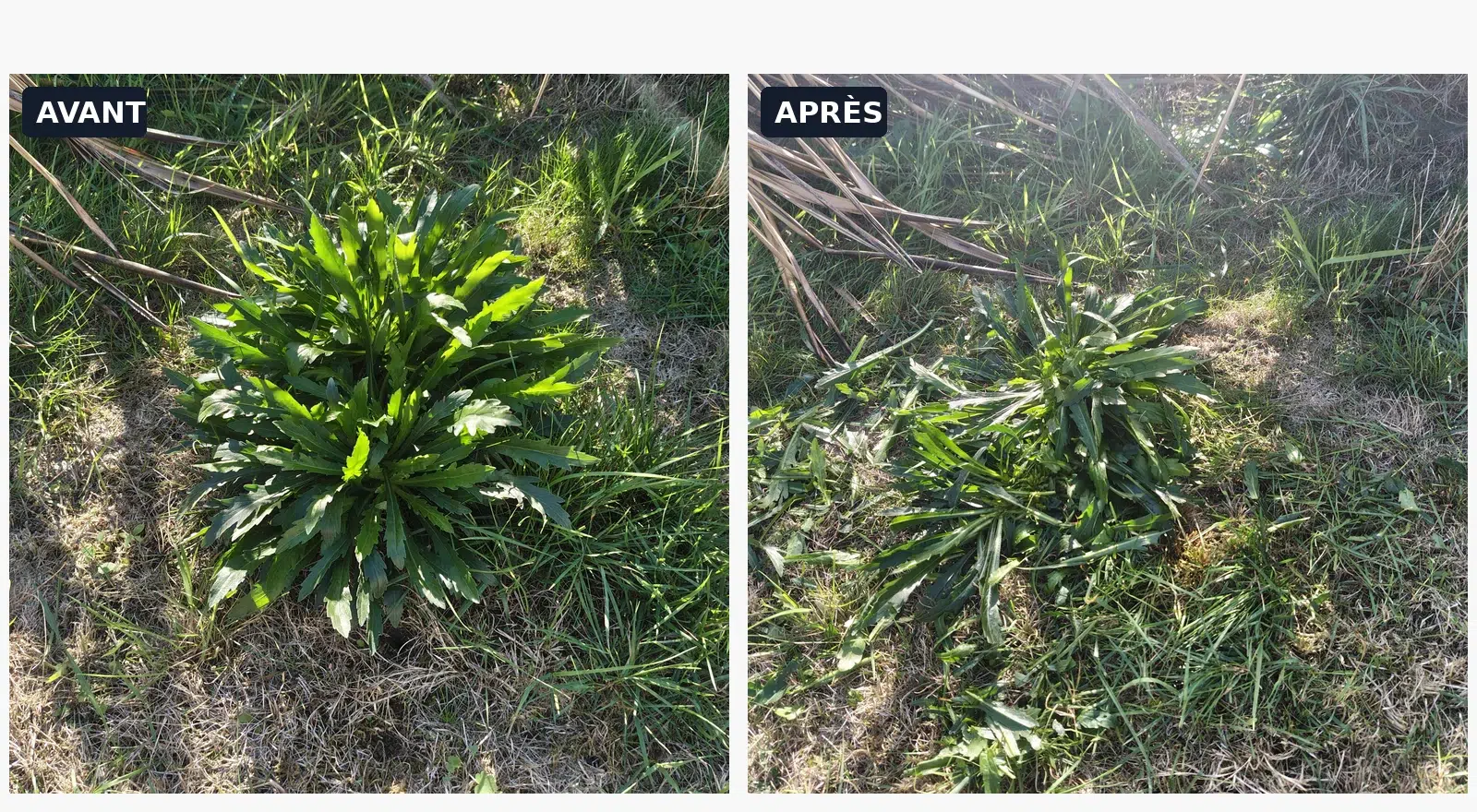 Comparaison côte à côte d’une touffe d’herbacées avant puis après le passage du robot ANTHBOT M5