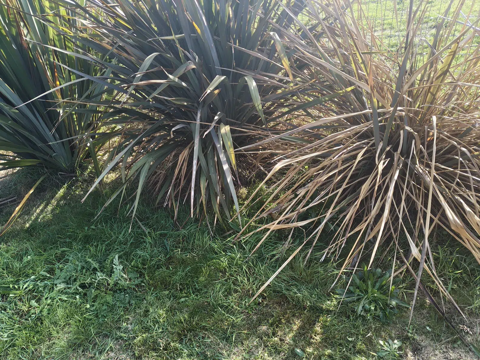 Herbe encore présente sous les feuilles retombantes de grands phormiums après la tonte